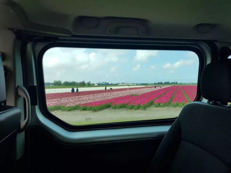 Pola tulipanów witają nas w Holandii